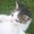 Adele Trent's profile image