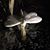 Tamar Weitzel's profile image