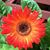 Holley Downs's profile image