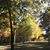 Tracey Daniels Griggs's profile image
