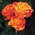 Jennifer J. Bledsoe's profile image