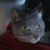 Gail Spears's profile image