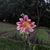 Rojas Maceda Marisol's profile image