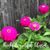 Shelly Thomas Dawson's profile image