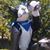 Chris Merial's profile image