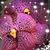 Stacey Mueller's profile image