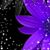 Susan Draper's profile image