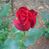 Linda Hess's profile image