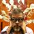 PJ Pereira's profile image