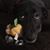Jake Buter's profile image