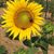 Cindy Winslow's profile image