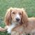 Carol Bradshaw-Schmidt's profile image