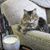 Anneliese Sulser-Beiling's profile image