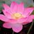 Stefana Pecher's profile image