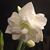 Donna Royston Metruck's profile image