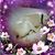 Janet Tolley's profile image