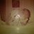 N. Ahmed Crespo's profile image