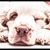 Paula Ercoli's profile image