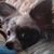 Brenda Piccioni's profile image