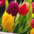 Linda Batson Risinger's profile image
