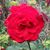 Sandra Higby's profile image