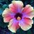 Erica Manson Kellough's profile image