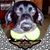 Wanda Brashear's profile image
