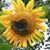 Donna Short Webster's profile image
