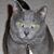 Mary Mercurio's profile image