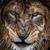 Nick Pezzolo's profile image