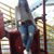 Tamara Pavez Bustos's profile image