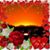 Patti Sawanowich's profile image