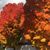 Judy Gerber Vailliencourt's profile image