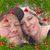 Lesia Evans Campbell's profile image