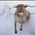 Deborah Debby Chisholm James's profile image