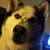 Scott Nieman's profile image