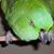 Lolly Pop Moreda's profile image
