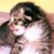 Sasha Black Furr's profile image