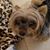 Janis Jeffery Eaman's profile image