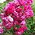 Donna Belusar's profile image