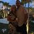 Dena Franklin Goins's profile image