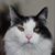 Sherry L Douglas's profile image