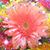Raquel Aguillon's profile image