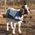 Corey Steggall's profile image