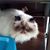 Sue Marshall's profile image