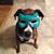 Tuba Blue's profile image
