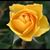 Stella Bernal's profile image