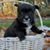 Boomer's Collectibles's profile image
