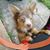 Sweetie Polo's profile image