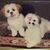 Pamela Kolsun's profile image